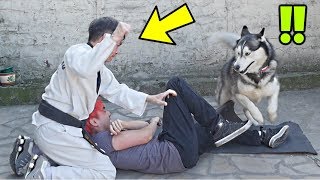 RÉACTION DE MON CHIEN QUAND ON NOUS AGRESSE W MON PÈRE [upl. by Gherardi]