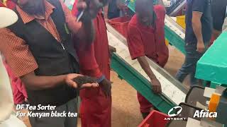 Anysort DF Tea Sorter For Kenyan black tea，Clean the rod plate and impurities once [upl. by Allegra]