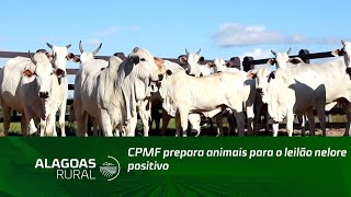 CPMF prepara animais para o leilão nelore positivo [upl. by Candyce]