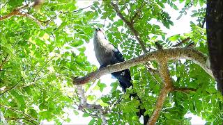 Greenbilled Malkoha call on the tree bird birding birdwatching [upl. by Tuinenga617]