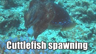 Spawning of a cuttlefish Full version [upl. by Loos554]