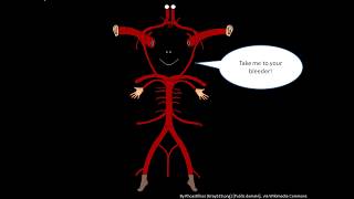 The Circle of Willis in under 7 minutes [upl. by Nojel]