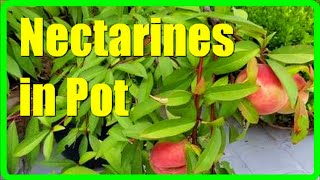 How To Grow Nectarine Tree In Pots Growing Nectarines In Pots From Seed To Harvesting [upl. by Jodee]