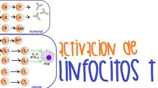 Activación de Linfocitos T [upl. by Nordek101]