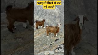 पहाड़ी बकरी￼Pahadi bakri maintain goat pahadi bakrivairalshort trendingvideo goatfarm [upl. by Sunda]