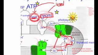 cyclic photophosphorylation practice q [upl. by Griffy]