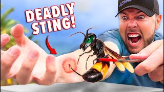 Killer Hornet Sting Test [upl. by Gisela]