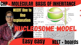 XII  Nucleosome model packaging of DNA [upl. by Anahsohs819]