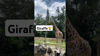 Giraffe🦒 wildlife shorts giraffe [upl. by Therron]