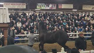 100000 Percheron gelding at Gordyville 2024 [upl. by Alexandria]