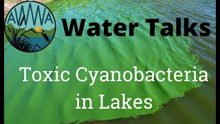 Toxic Cyanobacteria in Lakes [upl. by Waynant]