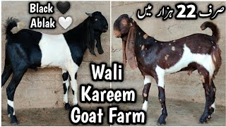 Sirf 22 Hazar Mai Ablak ğŸ”¥ 2025 K Liye Vip Bakray Aagaye Wali Kareem Goat Farm Karachi [upl. by Eilliw]