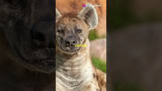 Hyenas The Ultimate Carnivores [upl. by Eecak]