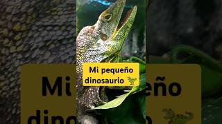 Clamydosaurio tener un dinosaurio en 2024 shorts [upl. by Sotnas]