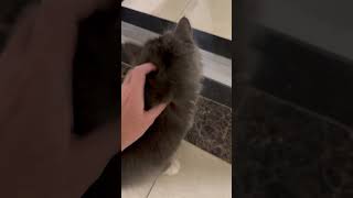 🐈‍⬛❤️ Cute neighbour Domi 🐭🐱❤️😂 cat cats furry love pets purr catnip fun funny meow cute [upl. by Ybab870]