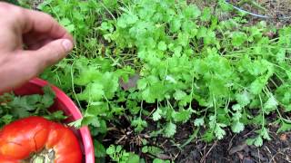 TRG 2012 Growing Cilantro in Your Garden All Summer Long [upl. by Mazman]