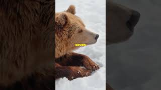 Bears Winter Superpower Hibernation Explained [upl. by Erdei]