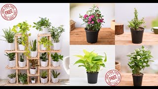 Want to start Indoor Garden Get 5 Free Plants Today [upl. by Nhepets]