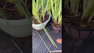 Never Buy Scallions again When harvested this way  greenonion gardening greentgarden [upl. by Giddings]