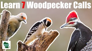 Learn 7 Common Woodpecker Calls Eastern North America [upl. by Llerrad]