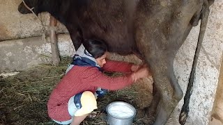 Buffalo Milking By Hand Vlog [upl. by Galven]