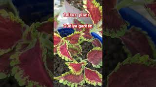 Coleus plant neture ytshorts song [upl. by Anilrahc]