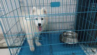 Samoyed dog in India  samoyed information  samoyed available in india  smoked care  diet plan [upl. by Hoisch]