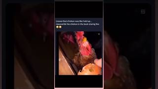 Captivating Chicken Tale Morning Mishap Goes Viral [upl. by Rivi]