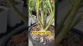 Nova Narrow Leaf adenium desertrose NovaTanzania [upl. by Nigam]