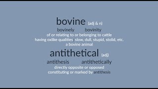 bovine amp antithetical [upl. by Akinam]