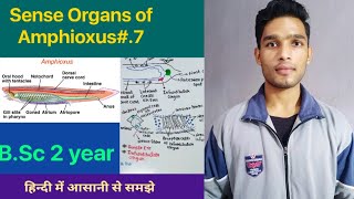 Sense organs of Amphioxus  Branchiostoma  BSc 3rd Year Zoology 5th Semester Second paper [upl. by Theresita]