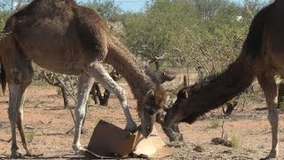 Camels Got Your Amazon Prime Order DESTROYED [upl. by Stout751]