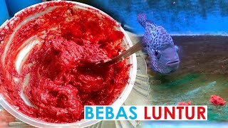 Cara Membuat Pasta Udang DSM Pink Caropyll Louhan Bebas Luntur Merah Pekat Jenong Maksimal [upl. by Avelin931]