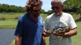 Diamondback Terrapins of Bermuda [upl. by Donoho]