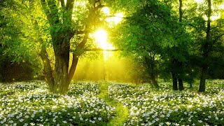 Relaxing Music and Nature Sounds Birds Chirping Sleep Music Relaxing Piano Meditation Music [upl. by Erica523]