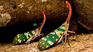 Canthigaster cicada 🐞 [upl. by Anitap]