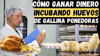 Cómo ganar dinero incubando huevos de gallina ponedoras guia completa desde cero [upl. by Hsirahc422]