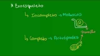 Sistemas esqueléticos  Zoologia  Biologia [upl. by Htebazila905]