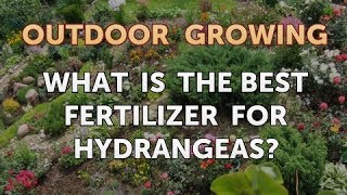 What Is the Best Fertilizer for Hydrangeas [upl. by O'Toole]