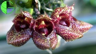 Bulbophyllum frostii • Orchid collection update • 16 March 2019 [upl. by Lama711]