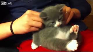 Cute grey kitten enjoys a massage [upl. by Droffig]