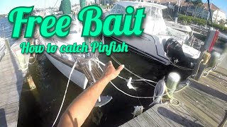 Fishing Tip How to Catch Pinfish Tips amp Tricks [upl. by Hardman6]