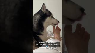 Waking Up to a Doggy Foot Spa 🐾😂 [upl. by Mckeon531]