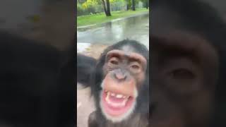 Limbani is the happiest chimpanzee in the world [upl. by Desmond]