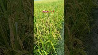 farmerstatusvideo songvideohindisongshortskisanlove [upl. by Atinram]