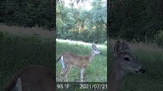 Horse fly vs Deer whitetaildeer [upl. by Kirstyn]