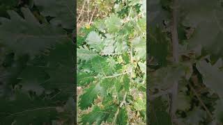 Honeydew oak lobes leaves [upl. by Florence798]