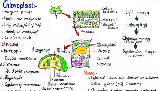 Chloroplasts the site of photosynthesis in plants  class 11 [upl. by Boycie271]