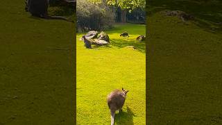 Wallaby Encounter at Woodland Park Zoo wallaroo wallaby seattlezoo shorts zoo cuteanimals [upl. by Dahl88]