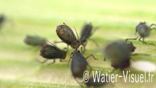 Puceron bicolore des céréales Rhopalosiphum padi sur Maïs [upl. by Nohpets]